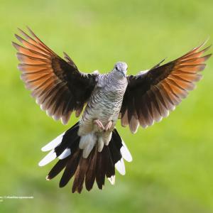 Rolinha-fogo-apagou / Columbina squammata Autora: Karoline Zamluti