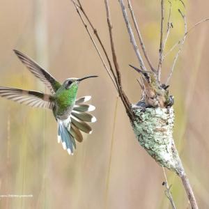 Beija-flor-de-bico-curvo /Polytmus guainumbi Autor: Luiz Ribenboim