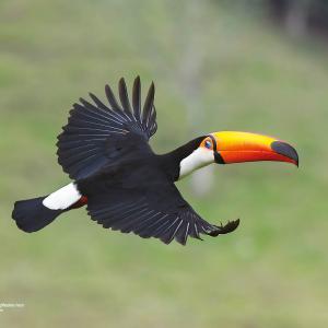 Tucanuçu / Ramphastos toco Autora: Arlete Ribeiro