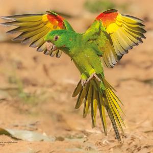 Periquitão / Psittacara leucophthalmus Autor: Jorge Lucas Moreira