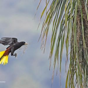 Japu / Psarocolius decumanus Autor: José Pineschi