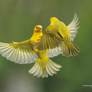 Canário-da-terra / Sicalis flaveola Autor: Luiz Ribenboim