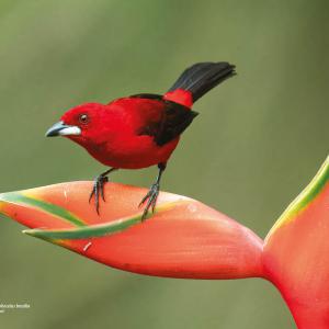 Tiê-sangue / Ramphocelus bresilia Autora: Karoline Zamluti