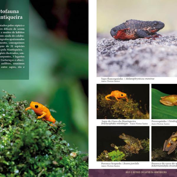 Sapo-fl amenguinho / Melanophryniscus moreirae Autor: Norton Santos, Sapo-de-Ouro-da-Mantiqueira Brachycephalus rotenbergae - Autor: Norton Santos, Pererequinha / Dendropsophus minutus Autor:Norton Santos, Perereca-leopardo / Boana pardalis Autor: Norton Santos, Perereca-da-serra-do-mar Bokermannohyla circumdata - Autor: Norton Santos Foto